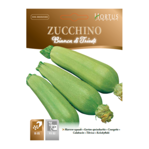 Zucchino Bianca di Trieste