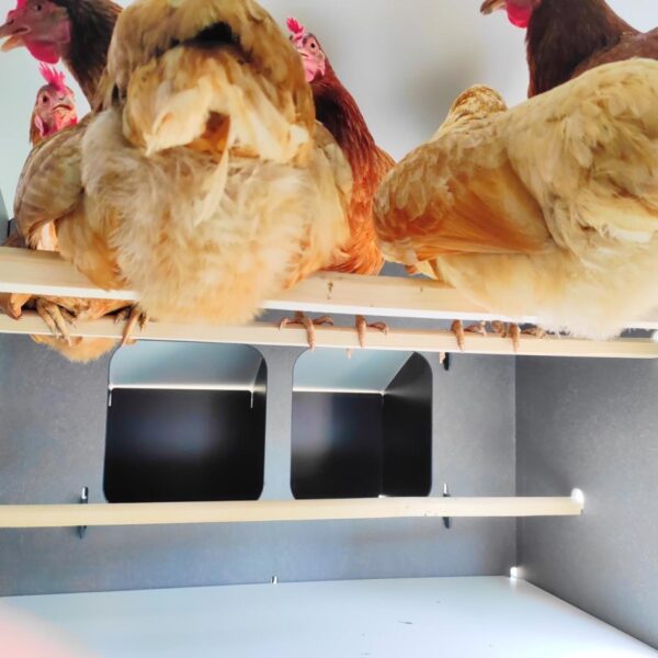 Pollaio rialzato a palafitta per 15 / 20 galline in laminato hpl anti acaro  rosso POLLY DUPLEX 4XL - Cucciolotta